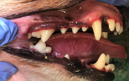 teeth-4-a_orig